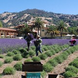 Harvesting Lavender