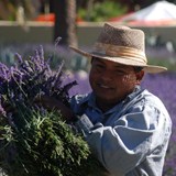 Harvesting Lavender