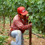 Leaf Pulling in the Vineyard