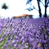 Ceago Lavender Feilds
