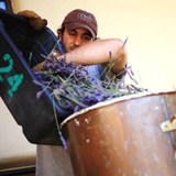 Barney Distilling Lavender