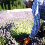 Jim Fetzer Harvesting Lavender