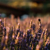Ceago's Lavender Feilds