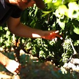 Barney in the Vineyard