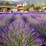 Ceago Vinegarden & Lavender Feilds