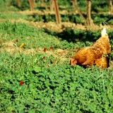 Chicken in the Vineyard