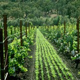 Ceago's Cover Crops