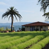Ceago Vinegarden