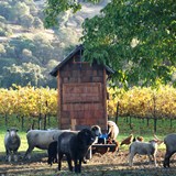 Eggmobiel & Sheep at Ceago