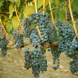 Grapes at Ceago