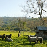 Sheep at Ceago