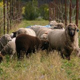 Sheep in the Vineyard