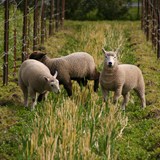 Sheep in the Vineyard
