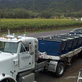Cabernet Sauvignon Grapes