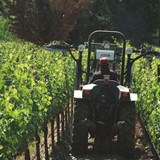 Cane Cutting at Ceago