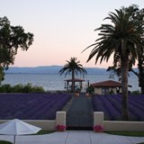 Lavender at Ceago 