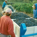 Harvest 