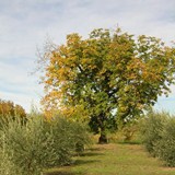 Ceago's Olive Trees