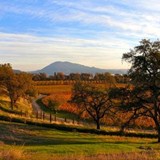 Ceago Vinegarden